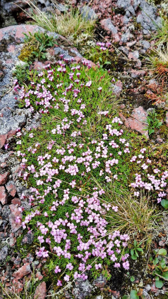 istock Swamp Flowers Tundra 1330655722