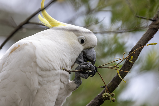 Sulphur-crested Cockatoo feeding on seed pods
