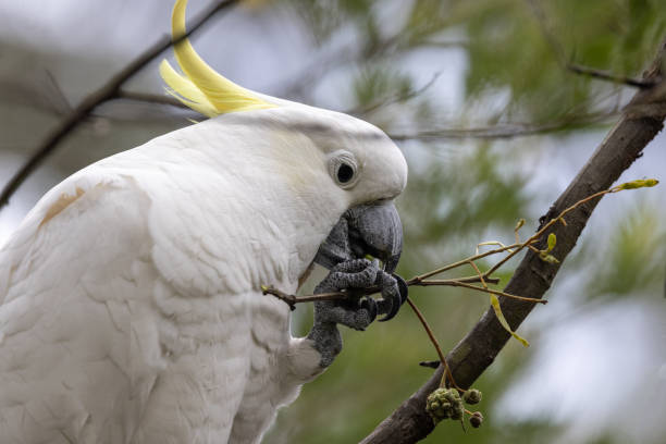 Sulphur-crested Cockatoo Sulphur-crested Cockatoo feeding on seed pods sulphur crested cockatoo photos stock pictures, royalty-free photos & images