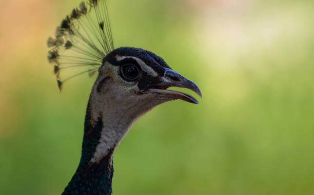 wildes afrikanisches leben. nahaufnahme des niedlichen pfaus (heller vogel) auf unschärfem grünem hintergrund - close up peacock animal head bird stock-fotos und bilder