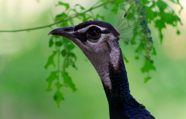 wildes afrikanisches leben. nahaufnahme des niedlichen pfaus (heller vogel) auf unschärfem grünem hintergrund - close up peacock animal head bird stock-fotos und bilder