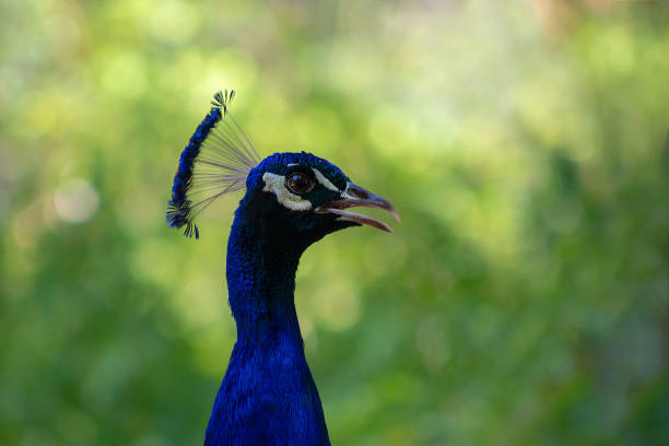 wildes afrikanisches leben. nahaufnahme des niedlichen pfaus (heller vogel) auf unschärfem grünem hintergrund - close up peacock animal head bird stock-fotos und bilder