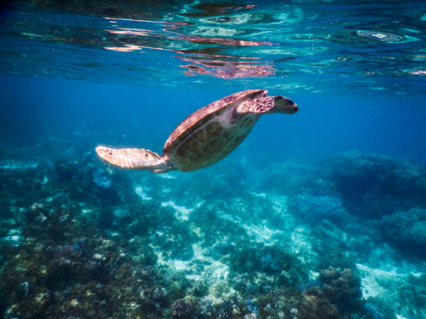 istock Philippines Bohlo Balicasag Island Sea turtle 1330659291