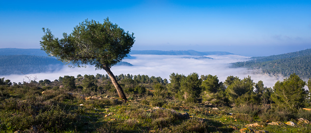 Beautiful view of morning cloud inversion in the Jerusalem Forest and Judean hills, with a lone pine tree on the hilltop