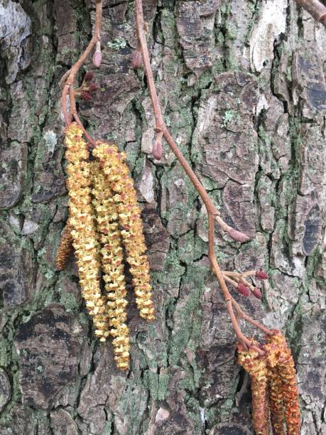 дерево ольхи обыкновенной (alnus glutinosa) - мужские цветы, веточки и почки - glutinosa стоковые фото и изображения