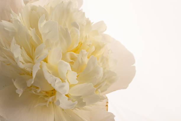 istock white peony flower isolated on light background 1330660057