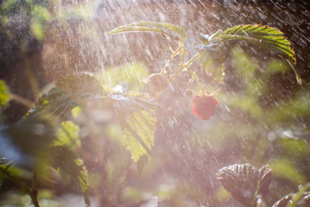 Raspberries hang from the branches in the garden. Light rays pass through the foliage. Water droplets float in the air. Clear sunny weather. Summer watering of the garden in hot weather.