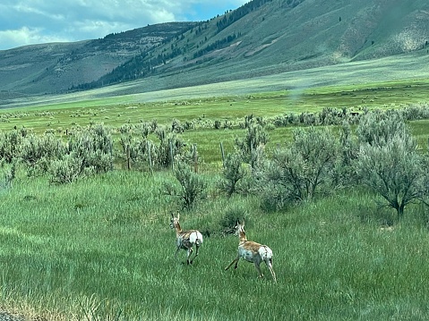 Wildlife in Wyoming, antelope running along side of highway, prairie landscape.