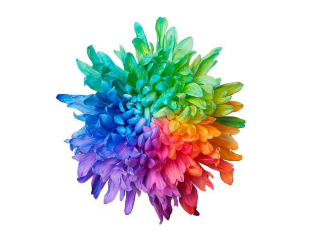 istock One colored chrysanthemum on white background, front view, isolated. 1330661343