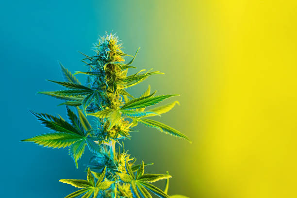 レモン黄色と青の色で大麻開花植物。 - 大麻 ストックフォトと画像