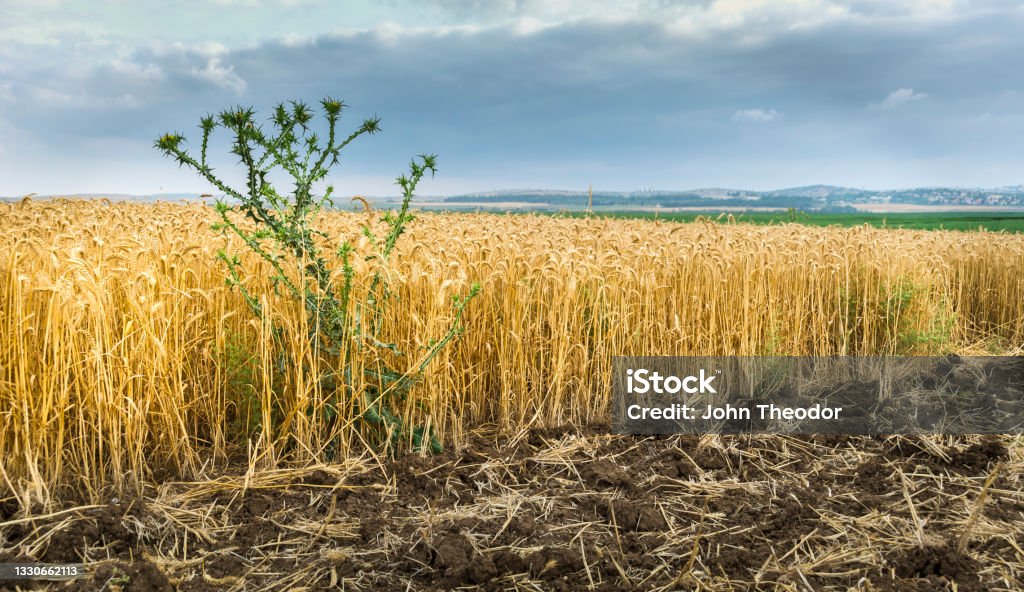 Tares among the wheat Tares among the wheat - green thorny weed growing between yellow ripe wheat stalks in a field ready for harvest, illustration of Biblical parable of Jesus Wheat Stock Photo