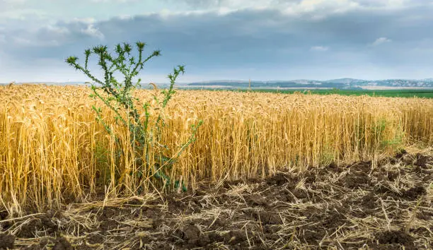 Photo of Tares among the wheat