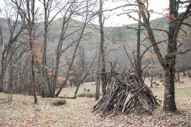 istock Dry trees in the forest with fallen leaves and a hut with firewood 1330662146