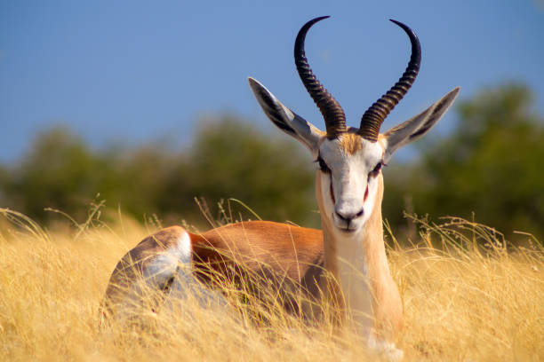 animaux sauvages africains. le springbok (antilope de taille moyenne) dans les hautes herbes jaunes. parc national d’etosha. namibie - parc national detosha photos et images de collection