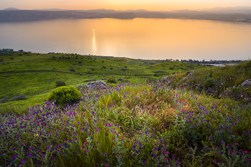 Peaceful orange sunset over the Sea of Galilee, with flower-covered hill slope in the foreground, and the city of Tiberias and surrounding hills, including the Arbel cliff in the background; Israel