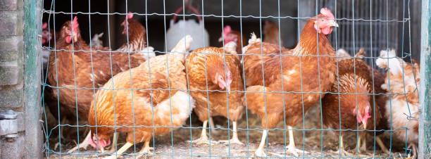 istock brown chickens behind fence on farm 1330663438