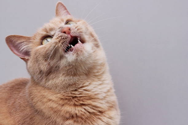 istock Red cat with an open mouth . Gray background. Copy space. 1330664598