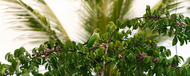 Pair of rose ringed parakeets perched on top of the tree in the evening. Enjoying the delicious star-fruits seeds.