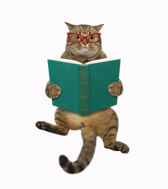 A beige cat in glasses sits and reads a green book. White background. Isolated.