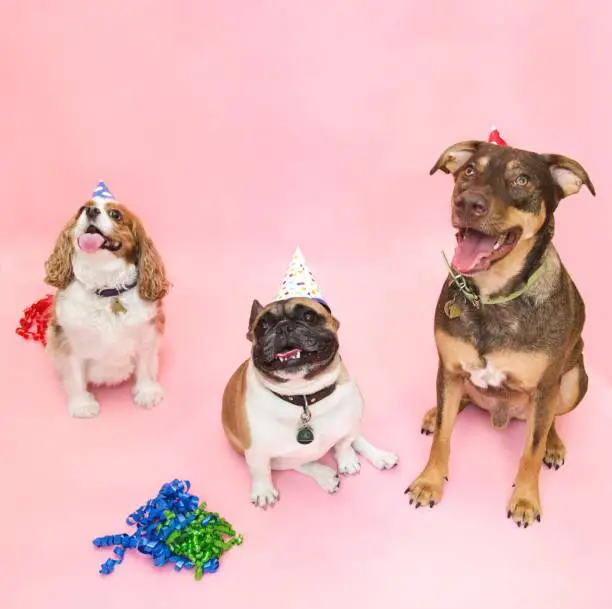 The dog having a birthday together with two other dogs and everything pink