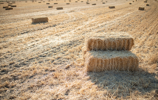 hay bales , wheat field. agriculture concept background