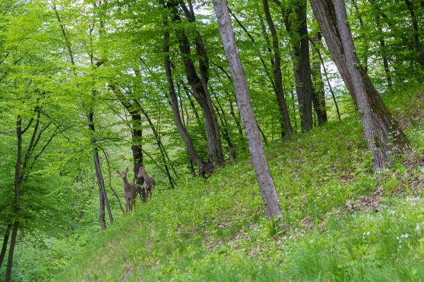 Deer stand on the slope of hill in the spring forest