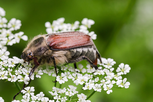 Adult European chafer, known also as May bug is sitting on an inflorescence of the white tiny flowers, close-up on a blurred background