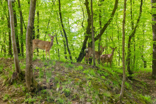 istock Deer stand on the top of hill in spring forest 1330668592