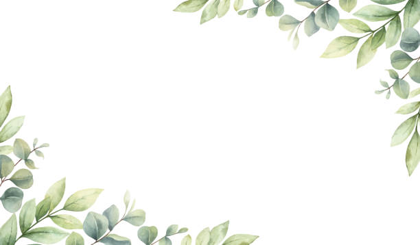 녹색 가지의 수채화 벡터 카드와 흰색 배경에 격리 된 잎. 꽃손은 인사말 카드, 결혼 초대장, 텍스트 등을위한 공간이있는 배너를 위해 그림을 그렸습니다. - flower stock illustrations