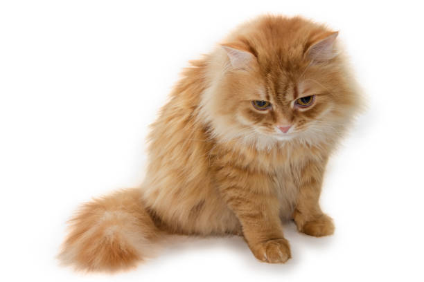 istock Ginger cat is sitting and looks down on a white background 1330668753