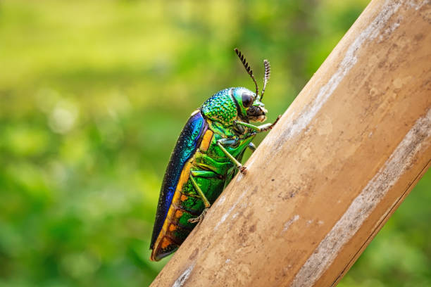 istock Jewel Beetle Close Up 1330673103