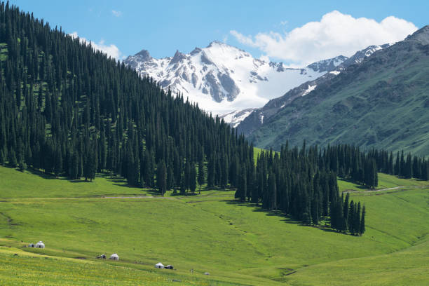 istock Nalati grassland with the blue sky. 1330673931