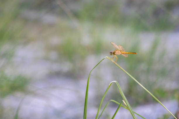 Animal, Dragonfly, Insect, orange