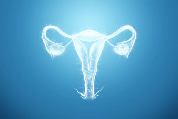 Hologram of the female organ of the uterus on a blue background. Ultrasound concept, gynecology, obstetrics, ovulation, pregnancy. 3D illustration, 3D render. Hologram of the female organ of the uterus on a blue background. Ultrasound concept, gynecology, obstetrics, ovulation, pregnancy. 3D illustration, 3D render fallopian tube stock pictures, royalty-free photos & images