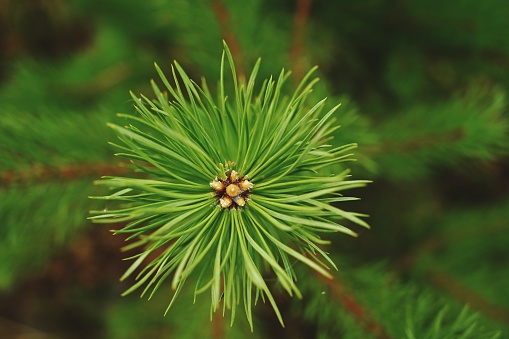 Green pine branch close up