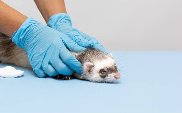 istock Vet examines a patient ferret isolated banner with copy space 1330675168