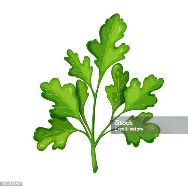 Cilantro Designs Cilantro Vector Illustration Stock Illustration - Download Image Now ...