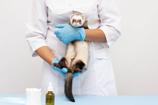 istock Female vet examines a patient ferret isolated 1330675228