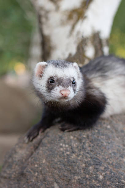 istock Ferret on big stone in park 1330675950