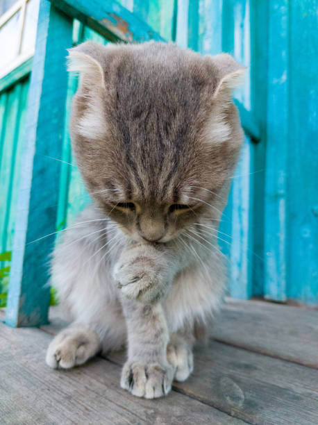 istock Scottish Fold Cat Licking Grooming Himself 1330675983