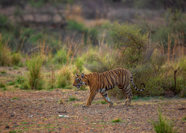 istock Royal Bengal Tiger on the move. 1330676840