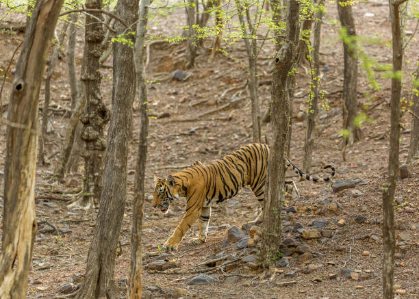 istock Royal Bengal Tiger on the move. 1330676877