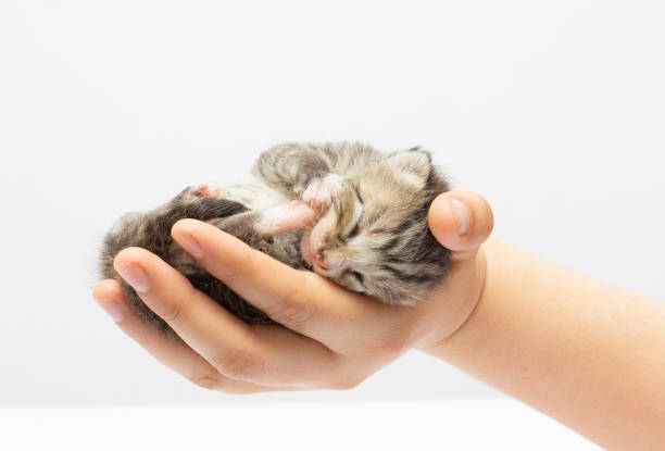 istock kitten sitting on a palm. isolated on white background 1330677361