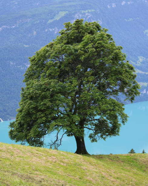 vecchio albero d'acero sicomoro che cresce sopra il lago brienzersee. - brienz mountain landscape lake foto e immagini stock