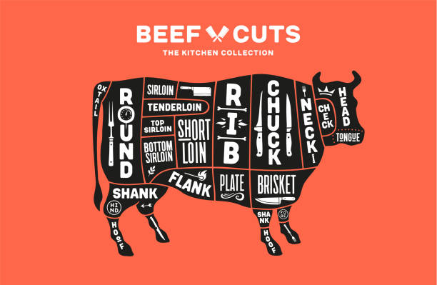 Cow, beef. Scheme, diagram, chart beef, butcher guide. Poster for kicthen or bar wall design. Vintage retro print, art typography with cow drawing, old school style. Vector Illustration
