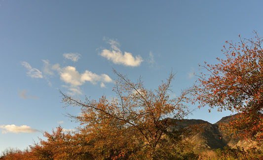 Trees with red leaves against an autumn sky with small clouds and a mountain in the background