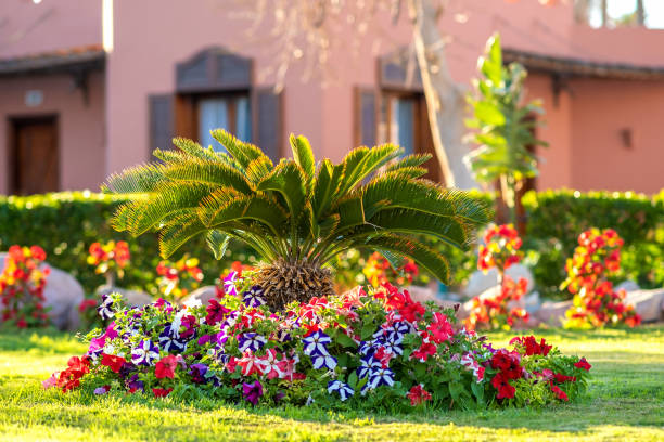 istock Small green palm tree surrounded with bright blooming flowers growing on grass covered lawn in tropic hotel yard. 1330680052
