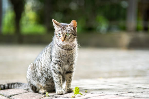 istock Cute gray striped cat sitting outdoors on summer street. 1330680196
