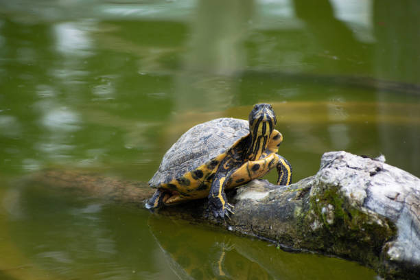 istock D'Orbigny's slider or the black-bellied slider turtle, Trachemys dorbigni at Tiergarten Schonbrunn, Vienna, Austria 1330681161