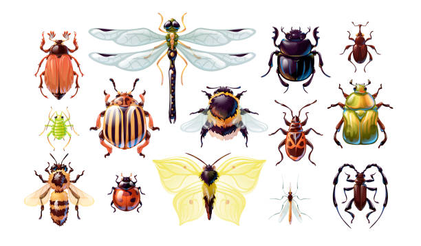 かわいい漫画のバグのセット、ベクトルの照らされた - beetle点のイラスト素材／クリップアート素材��／マンガ素材／アイコン素材